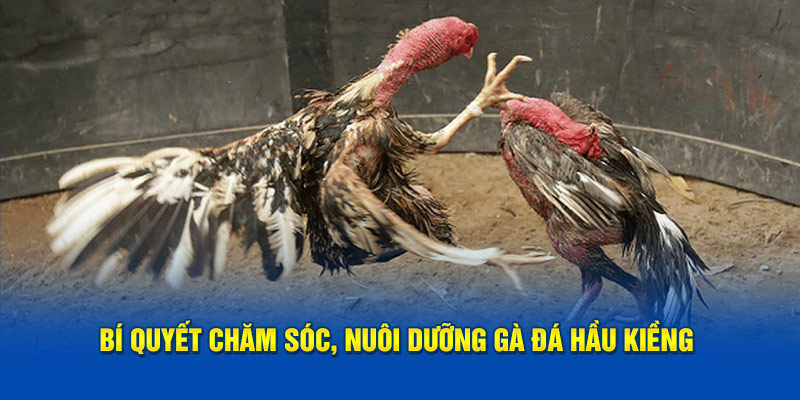 bi-quyet-cham-soc-nuoi-duong-ga-da-hau-kieng