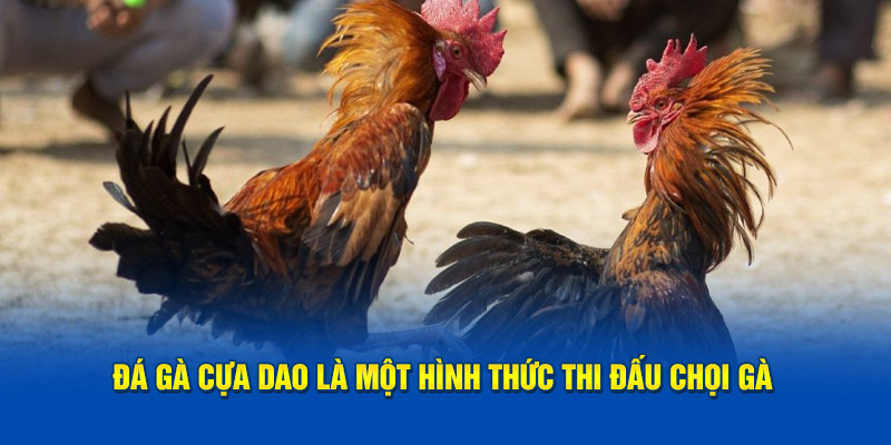 da-ga-cua-dao-la-mot-hinh-thuc-thi-dau-choi-ga