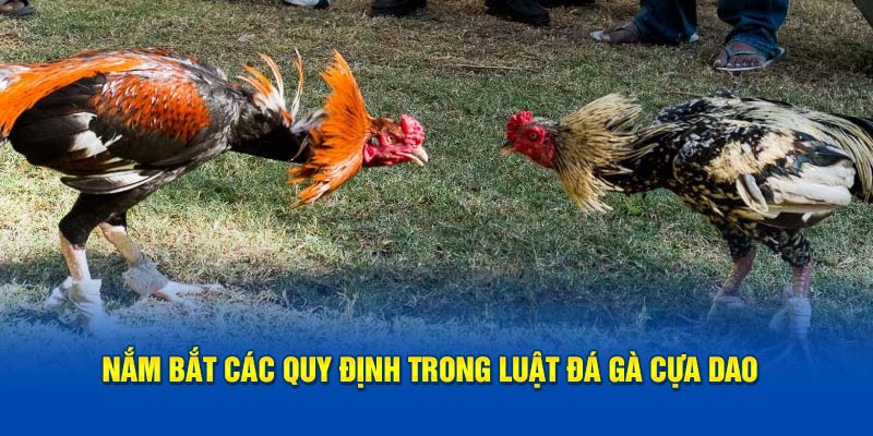 nam-bat-cac-quy-dinh-trong-luat-da-ga-cua-dao