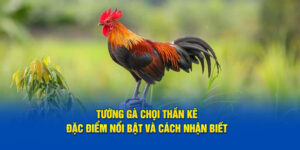 tuong-ga-choi-than-ke-dac-diem-noi-bat-va-cach-nhan-biet